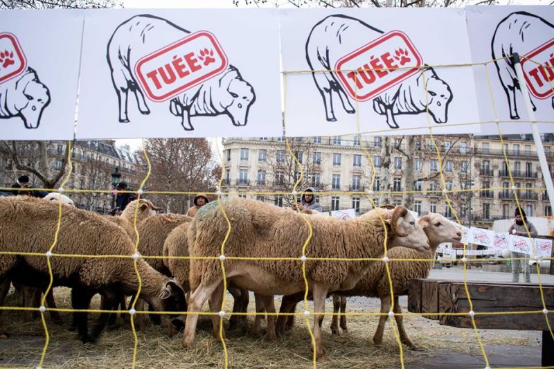 confédération paysanne ariège - prédation couserans ours